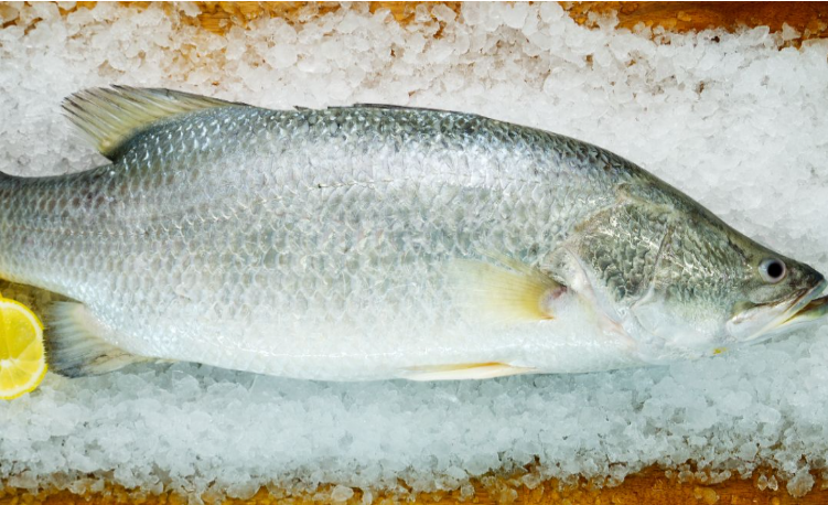 Whole Barramundi on a bed of ice with a lemon wedge