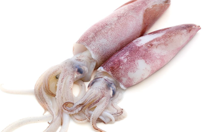 Local Calamari 1kg